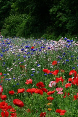 神奈川・くりはま花の国