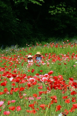 神奈川・くりはま花の国　（2010.6.6）