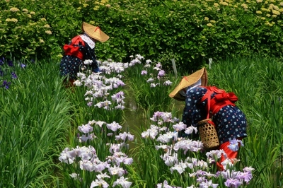 横須賀しょうぶ園　（2010.6.6）