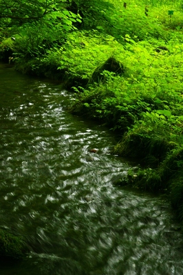 栃木・日光植物園