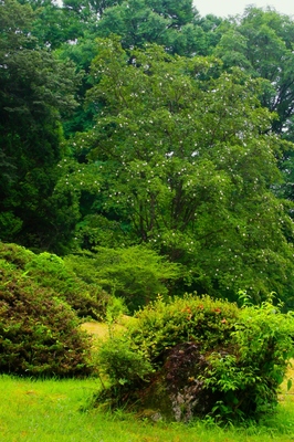 栃木・日光植物園