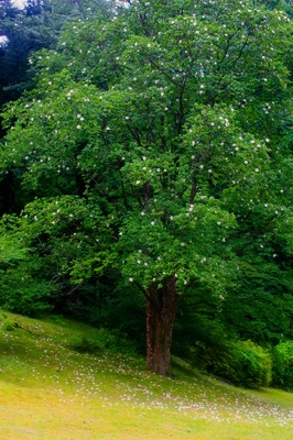 栃木・日光植物園　（2010.7.11）