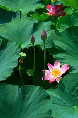 葛飾区・水元公園