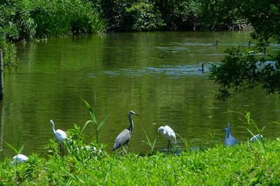 葛飾区・水元公園