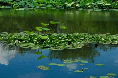 葛飾区・水元公園