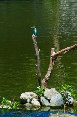 葛飾区・水元公園　（2010.7.17）