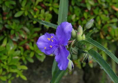 山梨・花の都公園