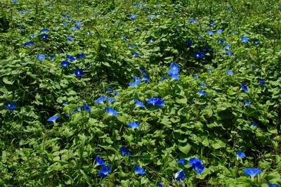 山梨・花の都公園