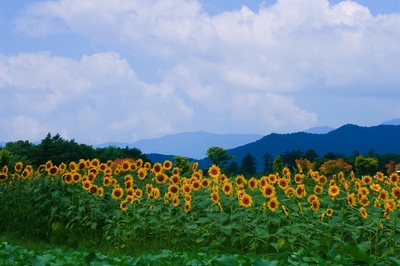 山梨・花の都公園