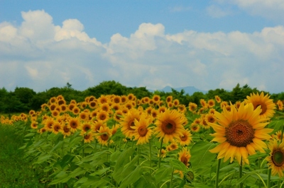 山梨・花の都公園