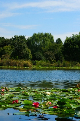 埼玉・見沼自然公園