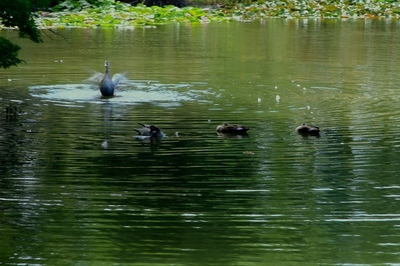 埼玉・見沼自然公園