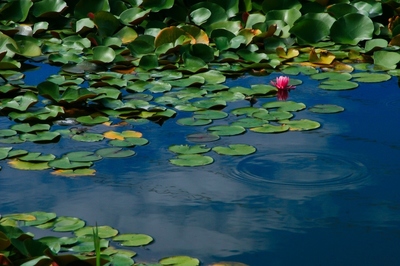 埼玉・見沼自然公園　（2010.9.26）