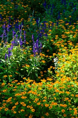 千葉・北総花の丘公園