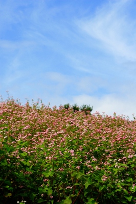 千葉・北総花の丘公園