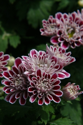 千葉・北総花の丘公園　（2010.10.3）
