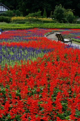 千葉・２１世紀の森公園