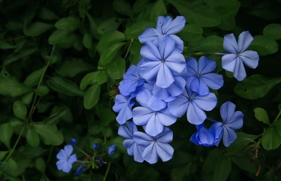 秋の花