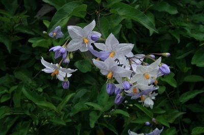 秋の花