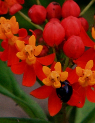 秋の花