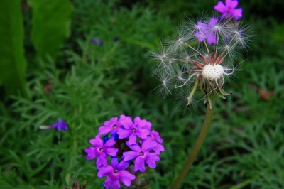 秋の花