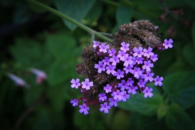 秋の花