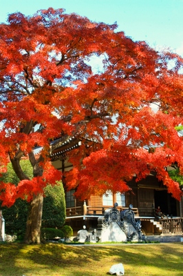 埼玉県飯能・能仁寺