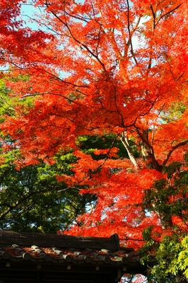 埼玉県飯能・能仁寺　（2010.11.21）