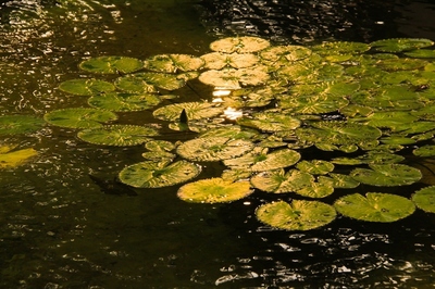 夢の島熱帯植物館
