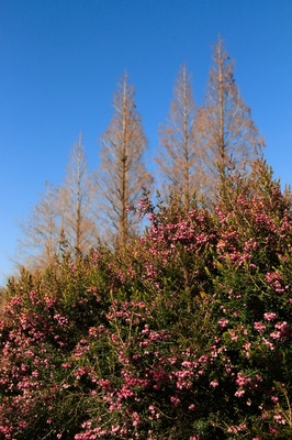 足立区鹿浜・都市農業公園
