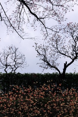 川口市安行地区