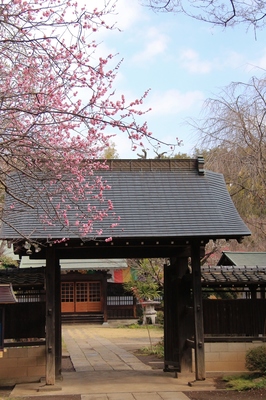 川口市安行地区