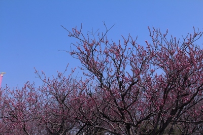 八潮フラワーパーク