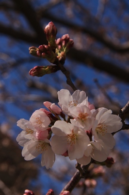 川口市朝日地区　（2018.3.23）