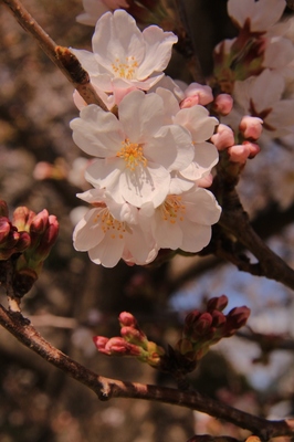川口市朝日地区
