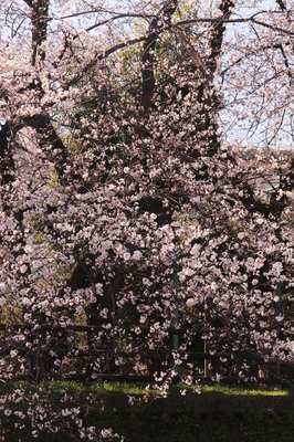 川口市朝日地区