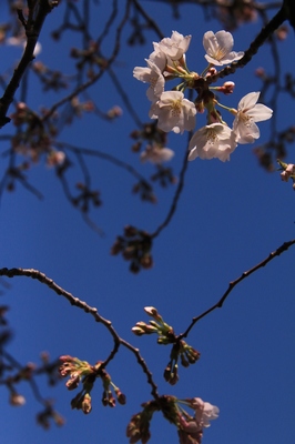 川口市朝日地区