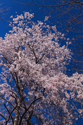 川口市朝日地区