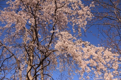 川口市朝日地区