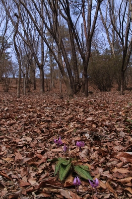 栃木県・那珂川カタクリ公園　（2018.3.25）