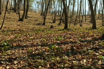 栃木県・那珂川カタクリ公園