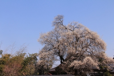 栃木県・那珂川カタクリ公園