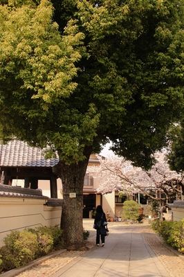 日暮里・寺の町