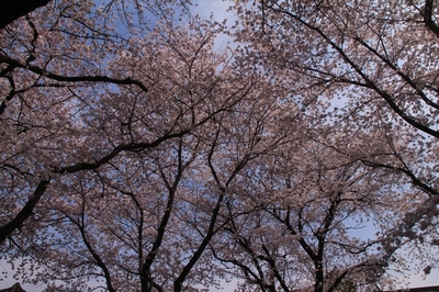 日暮里・寺の町