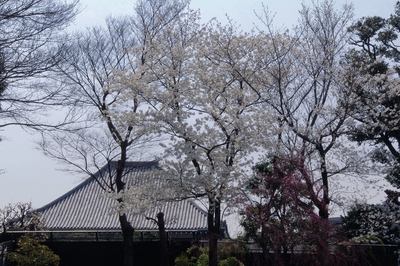 日暮里・寺の町