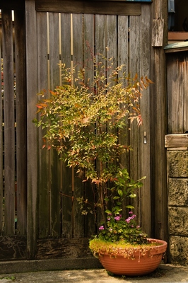 日暮里・寺の町