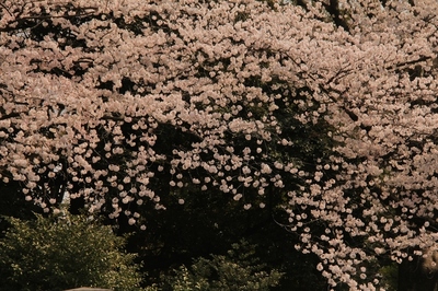 日暮里・寺の町