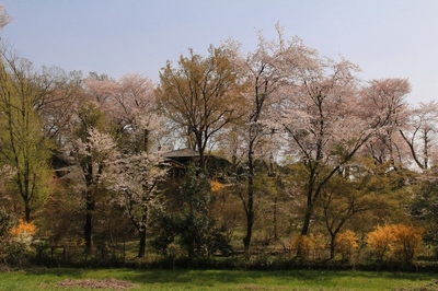 北本市・自然観察園　（2018.4.1）