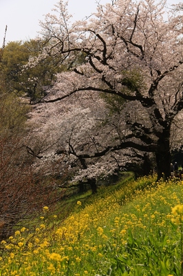 北本市・自然観察園