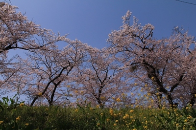 北本市・自然観察園